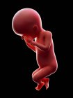 Abbildung eines roten menschlichen Embryos auf schwarzem Hintergrund im Schwangerschaftsstadium der 23. Woche. — Stockfoto