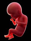 Illustration de l'embryon humain rouge sur fond noir au stade de la grossesse de la semaine 27 . — Photo de stock
