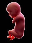 Abbildung eines roten menschlichen Embryos auf schwarzem Hintergrund im Schwangerschaftsstadium der 30. Woche. — Stockfoto