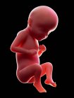 Ilustración del embrión humano rojo sobre fondo negro en la etapa de embarazo de la semana 29 . - foto de stock