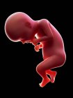 Abbildung eines roten menschlichen Embryos auf schwarzem Hintergrund im Schwangerschaftsstadium der 28. Woche. — Stockfoto