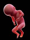 Иллюстрация красного человеческого эмбриона на черном фоне на стадии беременности 31 недели . — стоковое фото