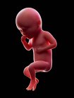 Иллюстрация красного человеческого эмбриона на черном фоне на стадии беременности 34 недели . — стоковое фото