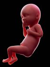 Ilustración del embrión humano rojo sobre fondo negro en la etapa de embarazo de la semana 36 . - foto de stock