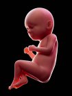 Ілюстрація червоного людського ембріона на чорному тлі на стадії вагітності 37 тижня . — стокове фото
