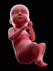 Abbildung eines roten menschlichen Embryos auf schwarzem Hintergrund im Schwangerschaftsstadium der 38. Woche. — Stockfoto