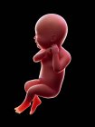 Illustration of red human embryo on black background at pregnancy stage of week 40. — Stock Photo