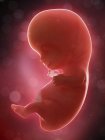 Illustrazione del feto umano alla settimana 9 di gravidanza . — Foto stock