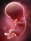 Illustration du fœtus humain sur le terme de la semaine 11 . — Photo de stock