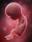 Illustration of human foetus on week 14 term. — Stock Photo