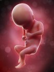 Illustration of human foetus on week 17 term. — Stock Photo