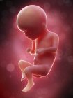 Illustration du fœtus humain sur le terme de la semaine 16 . — Photo de stock