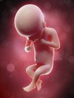 Illustration of human foetus on week 18 term. — Stock Photo