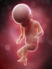 Illustration of human foetus on week 22 term. — Stock Photo