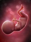 Illustration of human foetus on week 20 term. — Stock Photo