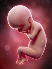 Illustration of human foetus on week 24 term. — Stock Photo