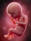 Illustrazione del feto umano alla settimana 27 termine . — Foto stock