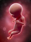 Illustration of human foetus on week 26 term. — Stock Photo