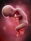 Illustration of human foetus on week 28 term. — Stock Photo