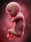 Illustration of human foetus on week 30 term. — Stock Photo