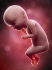 Ilustración del feto humano en la semana 33 término . - foto de stock
