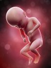 Illustration of human foetus on week 31 term. — Stock Photo