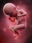 Ilustración del feto humano en la semana 35 término . - foto de stock