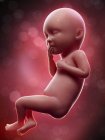 Illustration of human foetus on week 36 term. — Stock Photo