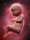 Illustration du fœtus humain sur une durée de 37 semaines . — Photo de stock