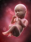 Ilustración del feto humano en la semana 39 término . - foto de stock