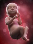 Illustration of human foetus on week 38 term. — Stock Photo