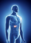 Illustration of pancreas cancer in human body silhouette. — Stock Photo