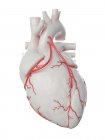 Ilustración de dos bypass en el corazón humano . - foto de stock