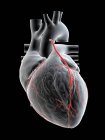 Ilustración del bypass en el corazón humano . - foto de stock