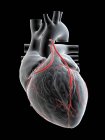 Illustration von zwei Bypässen im menschlichen Herzen. — Stockfoto