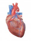 Иллюстрация реалистичного человеческого сердца с двумя обходами . — стоковое фото