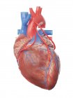 Illustration eines realistischen menschlichen Herzens mit 3 Bypässen. — Stockfoto
