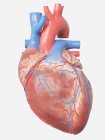 Illustrazione dell'anatomia del cuore umano su sfondo grigio . — Foto stock