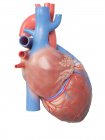 Illustration of human heart anatomy on white background. — Stock Photo