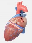 Ілюстрація анатомії людського серця на сірому фоні . — стокове фото