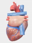 Иллюстрация анатомии человеческого сердца на сером фоне . — стоковое фото