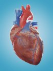 Illustration de l'anatomie du cœur humain sur fond bleu . — Photo de stock