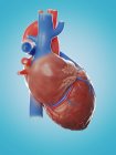 Ілюстрація анатомії людського серця на синьому фоні . — стокове фото