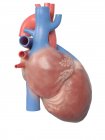 Illustrazione dell'anatomia del cuore umano su sfondo bianco . — Foto stock