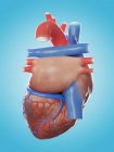 Ilustración de la anatomía del corazón humano sobre fondo azul . - foto de stock