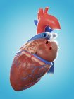 Ilustração da anatomia do coração humano sobre fundo azul . — Fotografia de Stock