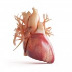 Illustrazione dell'anatomia del cuore umano su sfondo bianco . — Foto stock