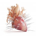 Konzeptionelle Illustration des menschlichen Herzens mit Spritzen. — Stockfoto