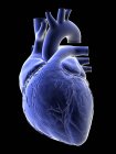Ilustración del corazón humano azul sobre fondo negro
. - foto de stock