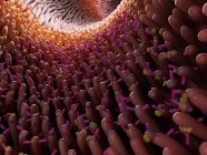 Digital anatomical illustration of gut microbiome with villi. — Stock Photo